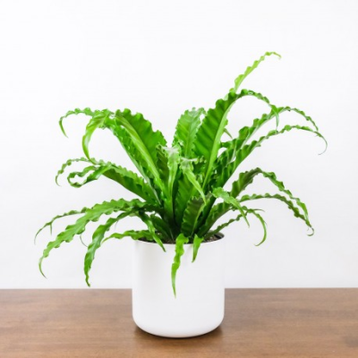 Green Houseplant - Let us choose from a selection of beautiful, long lasting houseplants for a gift of well-being.  Our air purifying houseplants are easy to care for and come gift wrapped and in a ceramic pot.  

Hand delivered with gift card and care instructions.